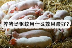 <strong>养猪场驱蚊用什么效果最好？</strong>