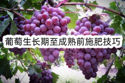 <strong>葡萄生长期至成熟前施肥技巧</strong>