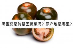 黑番茄是转基因蔬菜吗？原产地是哪里？