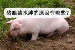 <strong>猪眼睛水肿的原因有哪些？</strong>