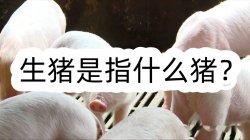 <strong>生猪是指什么猪？</strong>