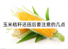 <strong>玉米秸秆还田后要注意的几点</strong>