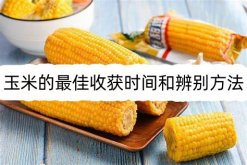 <strong>玉米的最佳收获时间和辨别方法</strong>