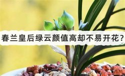 <strong>春兰皇后绿云颜值高却不易开花？</strong>