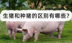 <strong>生猪和种猪的区别有哪些？</strong>