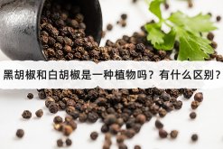 <strong>黑胡椒和白胡椒是一种植物吗？有什么区别？</strong>