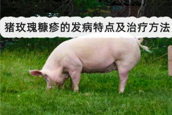 <strong>猪玫瑰糠疹的发病特点及治疗方法</strong>