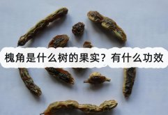 <strong>槐角是什么树的果实？有什么功效</strong>