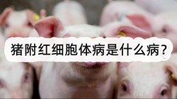 <strong>猪附红细胞体病是什么病？</strong>