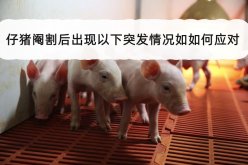 <strong>仔猪阉割后出现以下突发情况如如何应对？</strong>