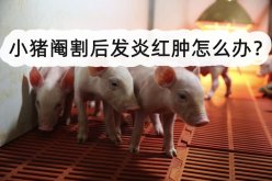 <strong>小猪阉割后发炎红肿怎么办？</strong>