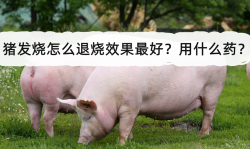 <strong>猪发烧怎么退烧效果最好？用什么药</strong>