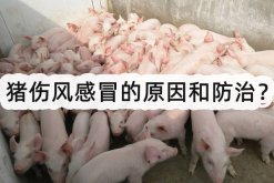<strong>猪伤风感冒的原因和防治？</strong>