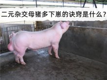 <strong>二元杂交母猪多下崽的诀窍是什么？</strong>