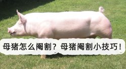 <strong>母猪怎么阉割？母猪阉割小技巧！</strong>
