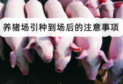 <strong>养猪场引种到场后的注意事项</strong>
