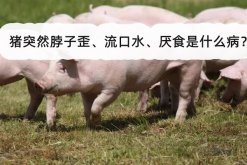 <strong>猪突然脖子歪、流口水、厌食是什么病？</strong>