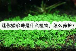 <b>迷你矮珍珠是什么植物，怎么养护？</b>