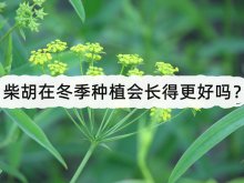 <strong>柴胡在冬季种植会长得更好吗？</strong>