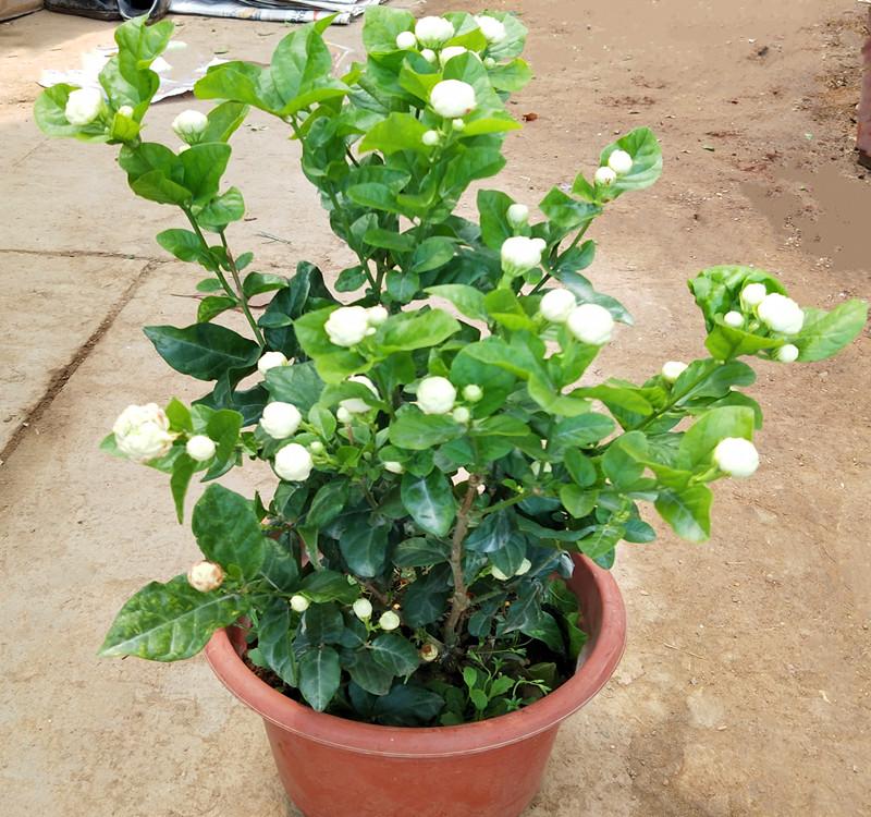 茉莉花盆栽怎么养长得好?