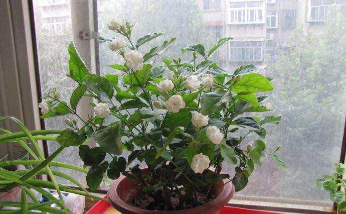 茉莉花盆栽怎么养长得好?