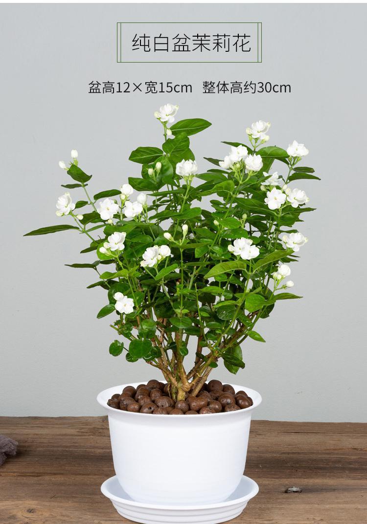 茉莉花盆栽怎么养长得好?