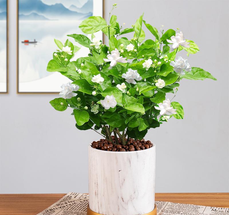 茉莉花盆栽怎么养长得好?