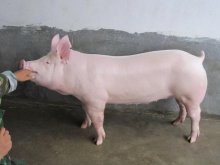 <strong>母猪分娩日期如何算？算一算您的母猪会在哪天分娩？</strong>