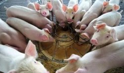<strong>做到这几点，母猪每窝能多产2~5头小猪</strong>