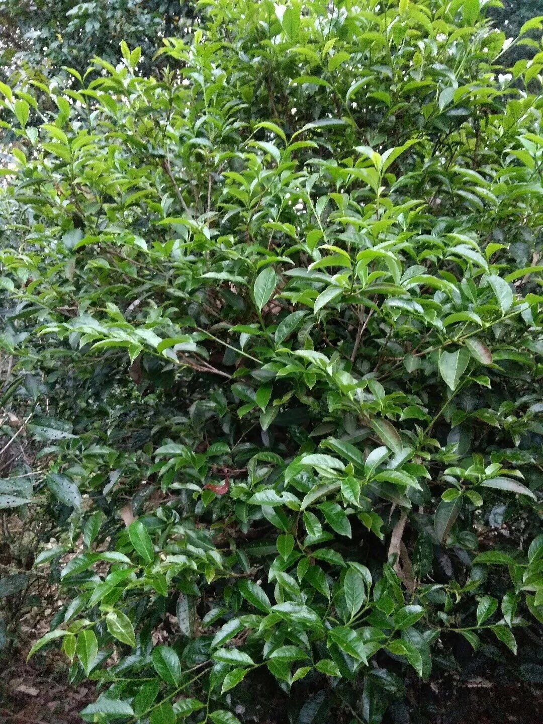 茶树土壤和茶树管理有多重要？