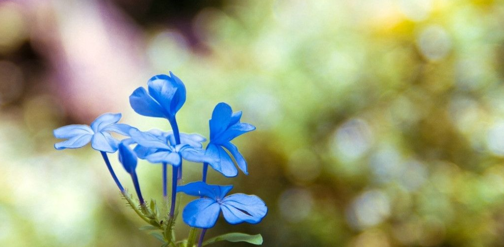 最适合夏天养的6种蓝色系的花