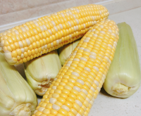 <strong>夏季玉米出线高温热害怎么预防？</strong>