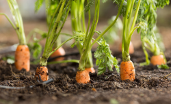 <b>胡萝卜最佳播种时间和生长环境</b>
