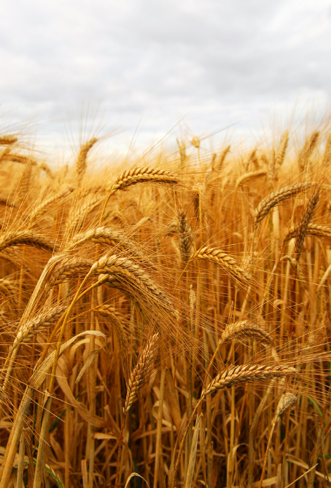 种植密度对小麦的产量有影响吗？