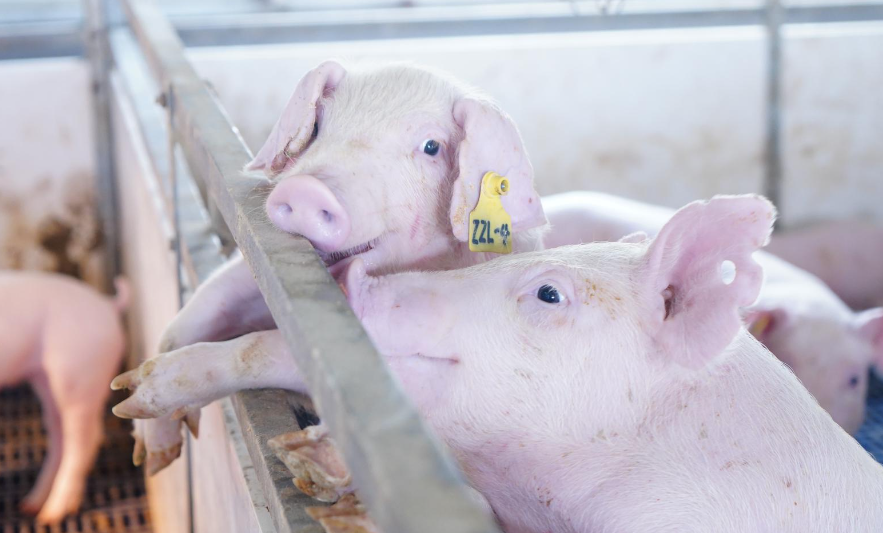 夏季高温环境下猪最容易得的几种病