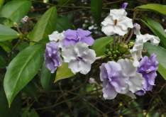 <strong>有哪些植物的花在开花后会变色？</strong>