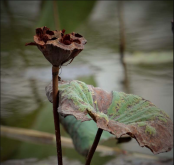 <strong>残荷是荷花吗？残荷的寓意和生长环境 - 花卉知识科普</strong>