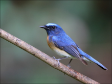蓝喉仙鹟是什么鸟？蓝喉仙鹟是如何生活繁衍的 - 发财农业网特种养殖知识