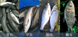<strong>四大家鱼都有什么鱼？怎样合理喂养四大家鱼呢 - 鱼类养殖重点</strong>