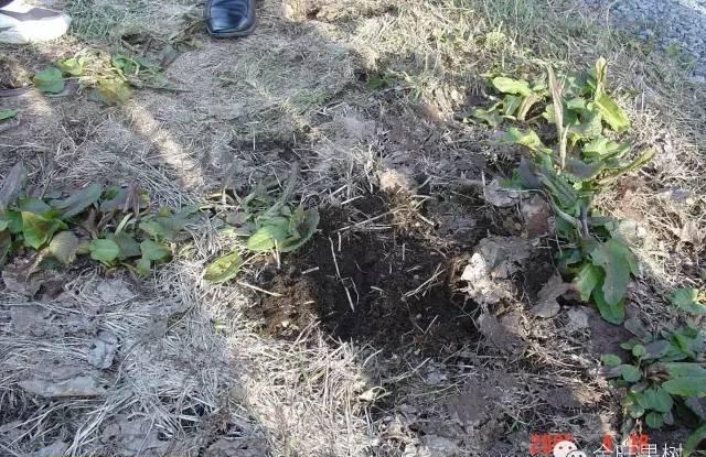 三伏天为什么不能割果园里的草 三伏天果园里的草为什么不能割,果园里的草为什么在三伏天不能割