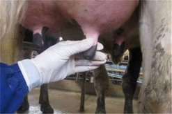 奶牛乳房炎的治疗方法是什么，奶牛乳房炎用什么药物治疗