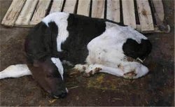 新生牛犊拉绿屎的原因有哪些，新生牛犊拉绿屎的治疗方法