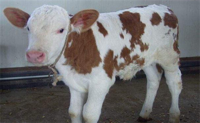 新生牛犊拉稀怎么办，新生牛犊拉稀怎么治疗