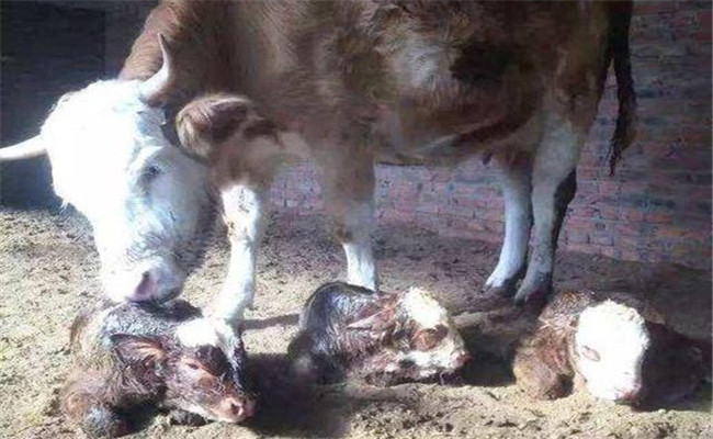 新生牛犊体温低怎么办，新生牛犊体温低的处理方法