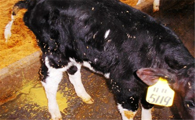 新生牛犊体温低怎么办，新生牛犊体温低的处理方法