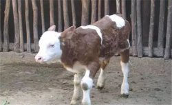 新生牛犊体温低怎么办，新生牛犊体温低的处理方法