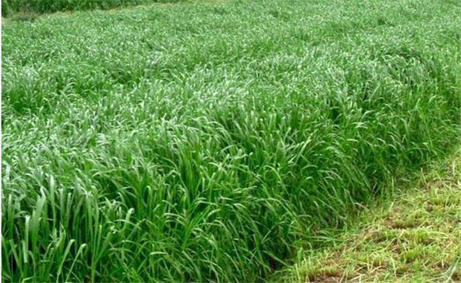 养牛种植什么牧草最好，什么牧草适合养牛