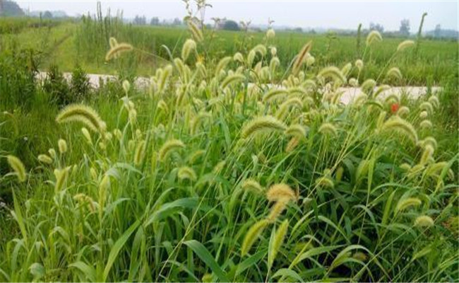 养牛种植什么牧草最好，什么牧草适合养牛