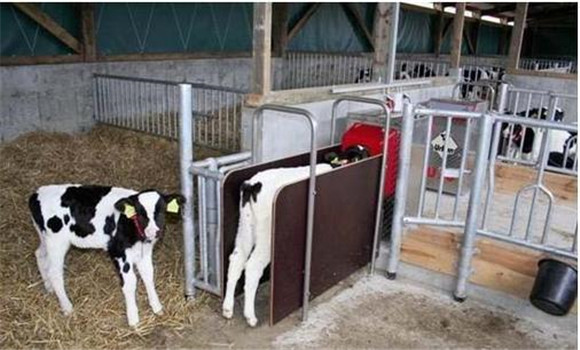 犊牛饲养管理要点是什么，犊牛饲养管理注意事项