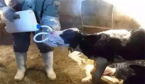 犊牛如何喂初乳,犊牛喂初乳的方法